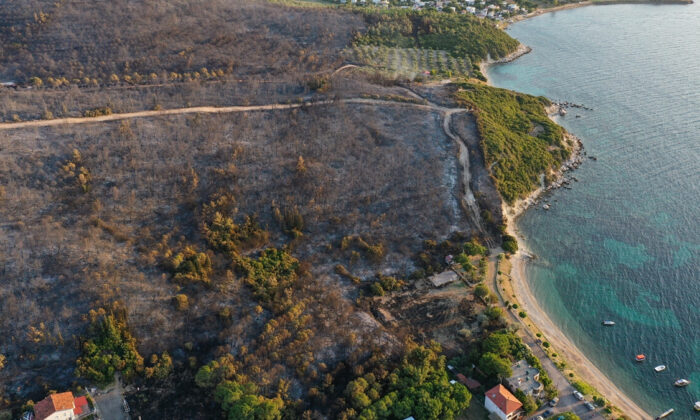 İzmir Aliağa’da ormanlar kül oldu!.