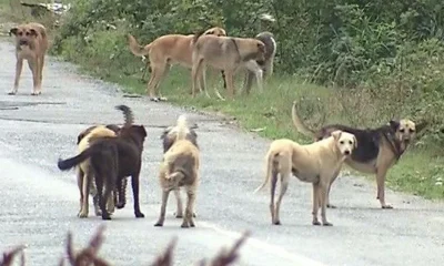 Antalya’da sokak köpeklerinin saldırısına uğrayan adam, açtığı davayı kazandı!.