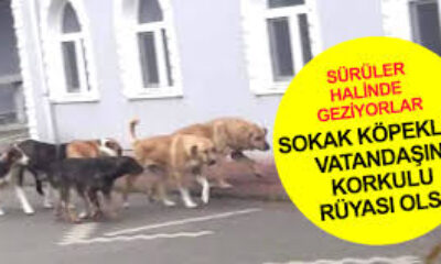 Erdoğan’dan itseverleri üzecek açıklama!. SOKAKLARDA BAŞIBOŞ KÖPEK OLMAZ!.