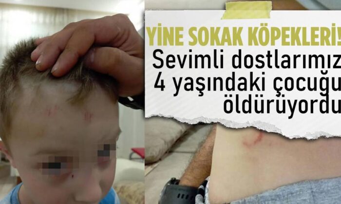 Sokak köpeği terörü devam ediyor!.