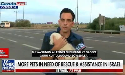 Gazze’de 7 bin insan öldürülürken o şerefsiz “Köpekleri Kurtarın” çağrısı yaptı!.