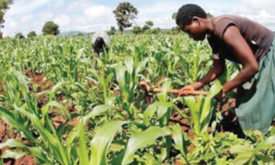 10 yıl boyunca Sudan’a yapılan tarım yatırımları çöpe gitti!.