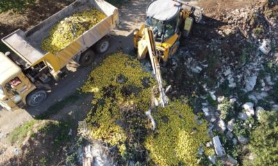 Marketten kilosunu 15 liraya aldığımız tonlarca limon dereye dökülüyor!.