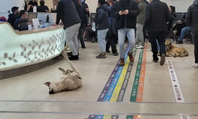 Sokak köpeği rezaleti hastanelere kadar girdi!.