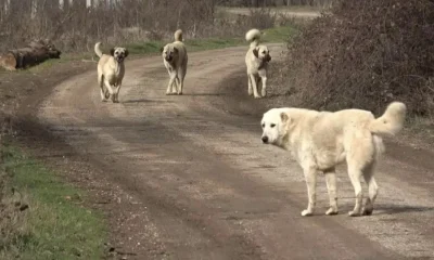 Köpekperestleri üzecek haber!. Tüm sokak köpekleri uyutulacak!.