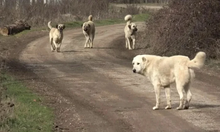 Köpekperestleri üzecek haber!. Tüm sokak köpekleri uyutulacak!.