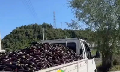 Vatandaş ucuza yemesin diye bir kamyon patlıcanı çöpe attılar!.