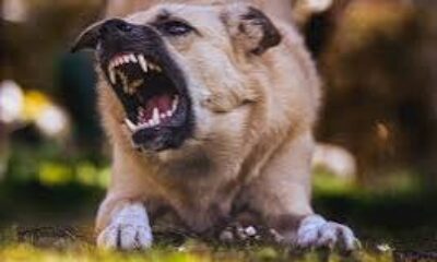 AK Parti’den sokak köpekleri düzenlemesi ile ilgili açıklama..