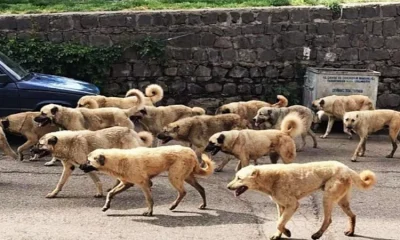Başıboş sokak köpekleri tasarısı TBMM’de…