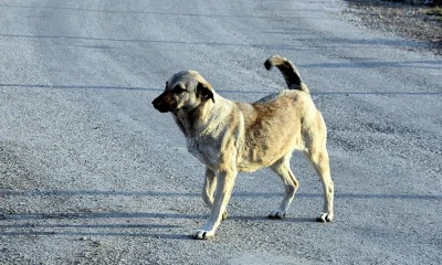Sokak köpeği lobisinin 2 milyar dolarlık karanlık yüzü!.