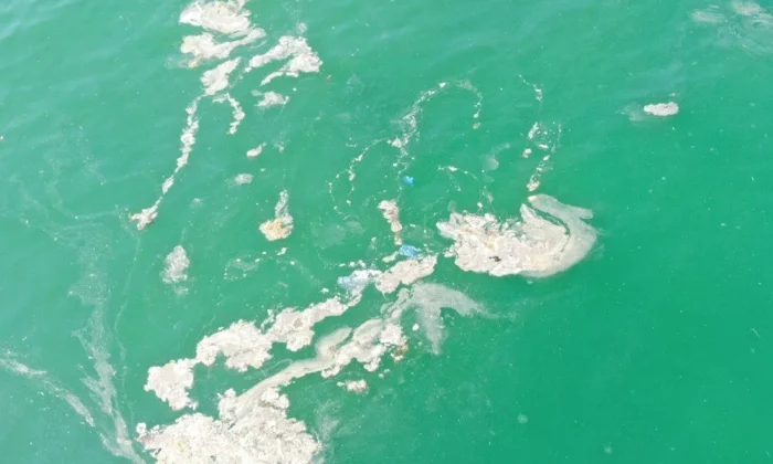 İstanbul pislikten geçilmiyor!. Müsilaj kabusu geri döndü!.