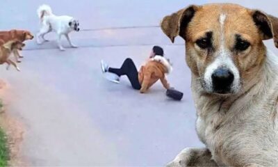 Sokakları köpeklerden temizleyecek tasarı komisyondan geçti!.