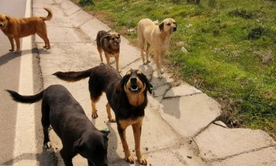 Atatürk’ün sokak köpekleri kararı itperestleri çileden çıkaracak!.