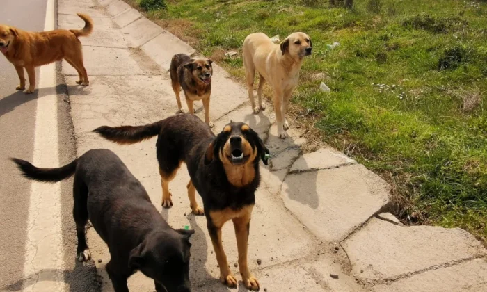 Atatürk’ün sokak köpekleri kararı itperestleri çileden çıkaracak!.