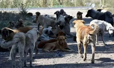 Sokak köpekleri ile ilgili kanunun ilk 5 maddesi mecliste kabul edildi..