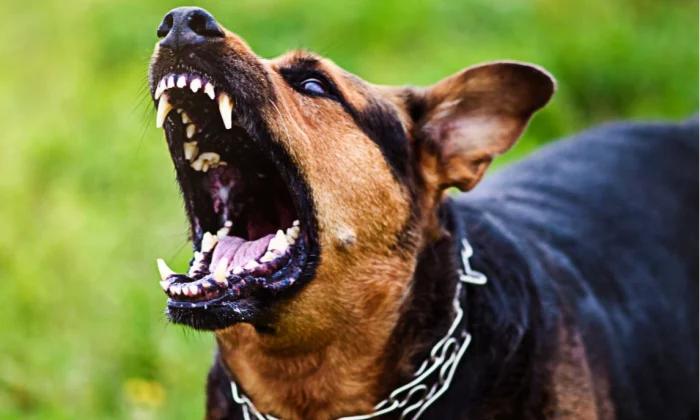 Rehabilite edilemeyen sokak köpeklerinin itlaf kararı TBMM’de!.