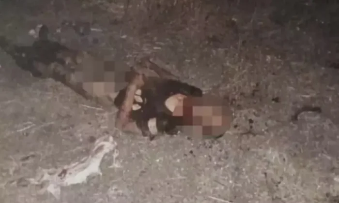 Köpeklerin parçalayarak öldürdüğü vatandaşın Adli Tıp raporu yayınlandı!.