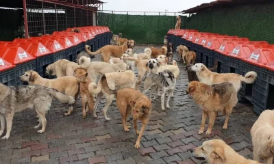 İtseverlik kisvesi altında 30 milyonluk dev vurgun!.
