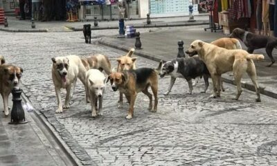 Başıboş Sokak Köpekleri Düzenlemesi yasalaştı.. Karar Resmi Gazete’de..