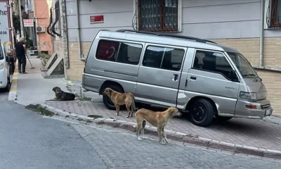 İstanbul Valiliği’nden belediyelere “Sokak Köpekleri Toplatılsın” talimatı!.