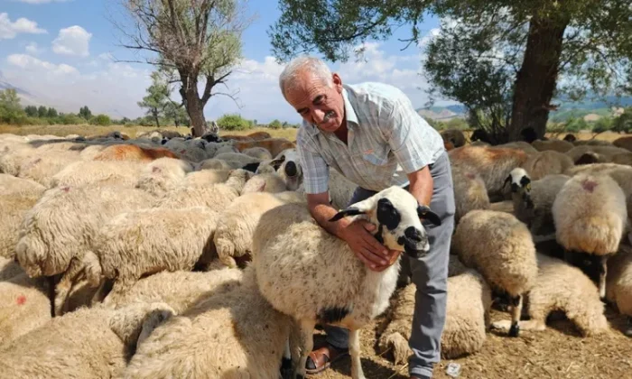 Çoban krizi büyümeye devam ediyor!. 130 bin lira maaşa bulunamıyor!.