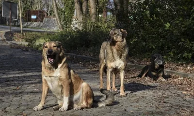 CHP’nin başıboş sokak köpeği seviciliğine AYM’den veto!.