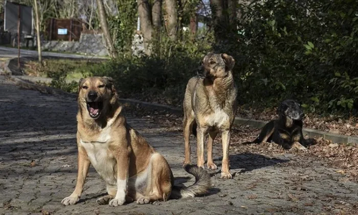 CHP’nin başıboş sokak köpeği seviciliğine AYM’den veto!.