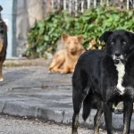 İstanbul’da kuduz vakaları patlak verdi..