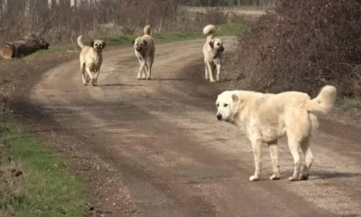 Ahbap’tan sonra İtsever Dernekler de vurgun yapma peşine düştü!.