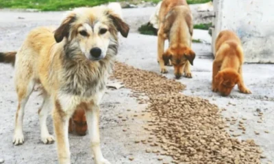 İtsever dernekler ile mama lobilerinin karşılıklı rüşvet ağları deşifre oldu!.